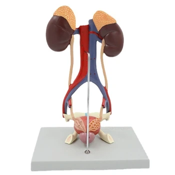 Emberi Húgyúti Rendszer Modell, Reális Emberi Húgyhólyag Arteriovenosus D5QC