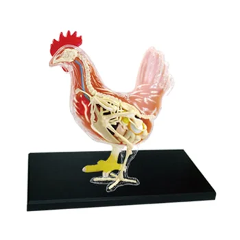 Piros, Fehér, Csirke 4D Mester Puzzle Összerakását Játék Állati Biológia Szerv Anatómiai Modell Adottságok